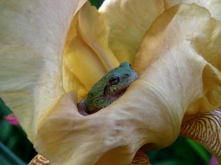 Tree Frog In Ires :: tulloch.us