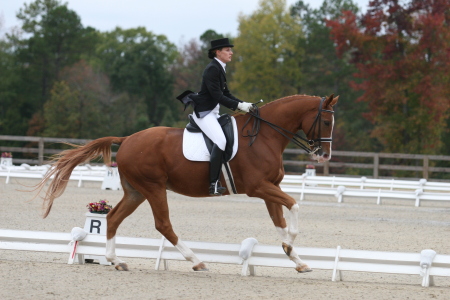 Destre & Millenium Go for it in Extended Canter