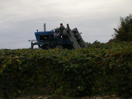 Grape Harvest