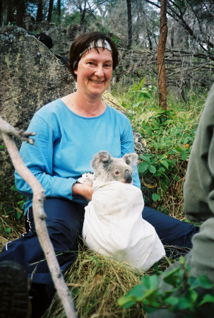 Trapping Koalas on St. Bees Island, Queensland, Australia