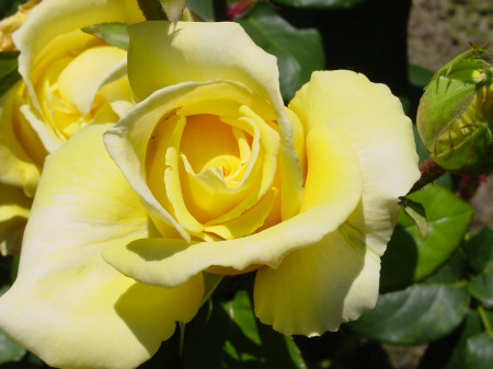 Yellow Rose