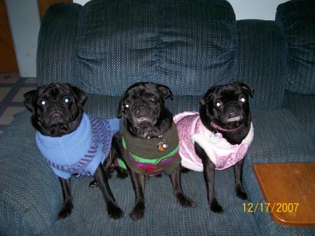 My Puglets