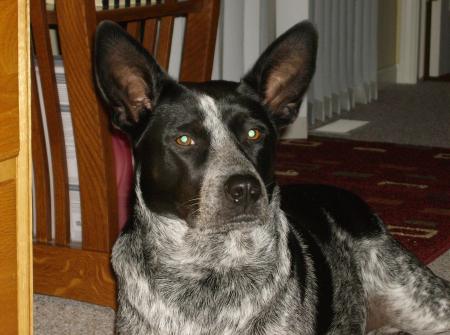 lacy, my australian cattle dog