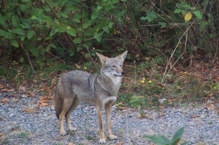 Northwest Pet - El Coyote (backyard)