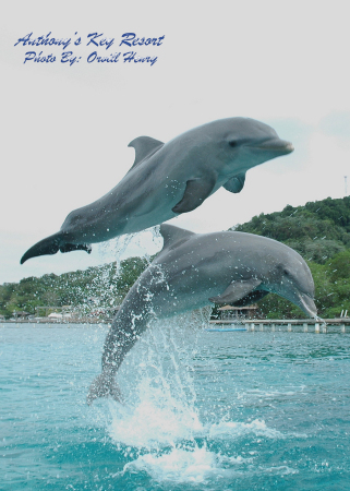 dolphins  #8