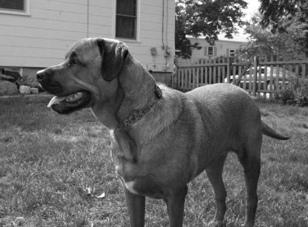 our tiny ,100 pound puppy Isabella (Izzi)