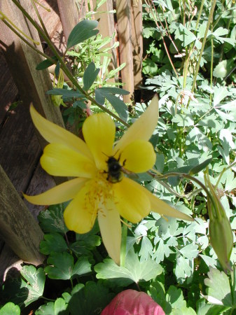 Swallowtail Columbine with bee