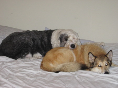 Lucy and Wiley in their winter coats