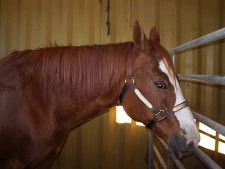 Sassy....my Quarter Horse