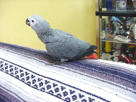My african grey - Koko