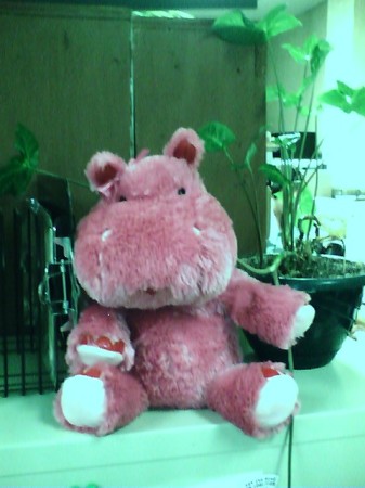 My cool pink Hippo Matilda