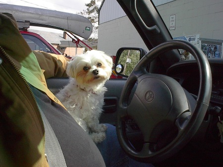 Molly loves to drive
