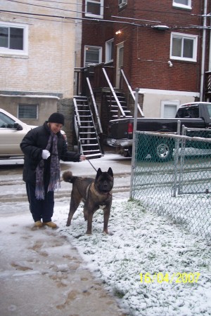 California Akita's first snow!