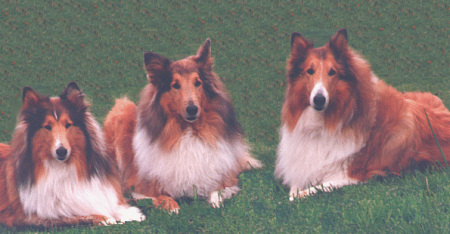 3 collies