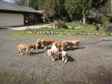 The 'pack' ... 8 of our 9 dogs.