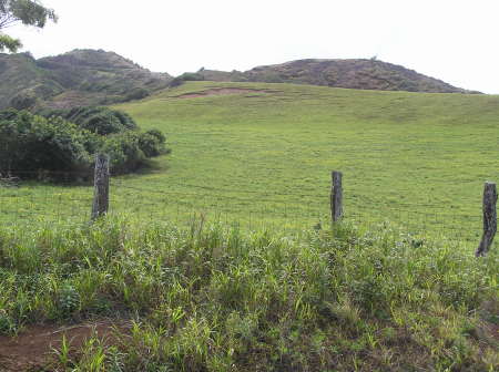 upland of island Maui.
