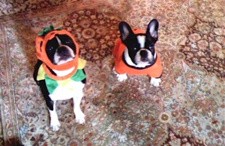 Oreo and Izzy at Halloween