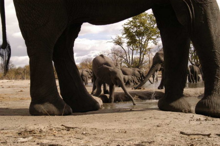 elephants drink time linyanti river Botswana