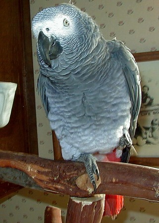 Leo - My African Grey Parrot