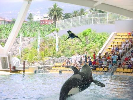 Mark in Action at Loro Parque in Spain.