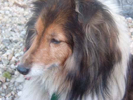 My Dog "REIKI" who just past away this year (April 07)