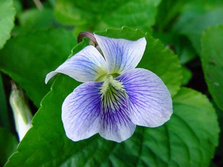 wild violet