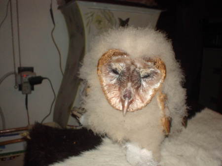 Baby Barn Owl