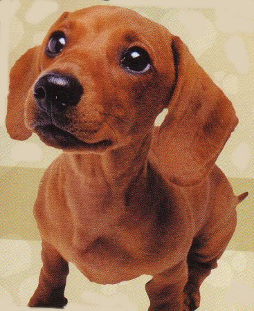 Sidney as a puppy.