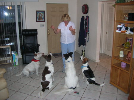 Treat Time for Tupelo & Babe with 2 of their friends