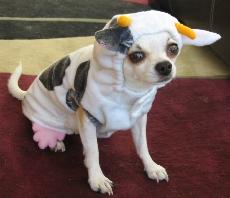 Juan the Chihuahua Cow