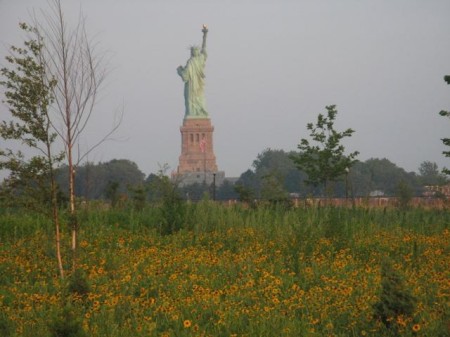 Liberty in the field