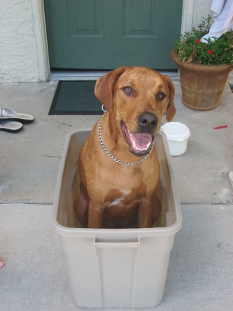 Pup in a Tub