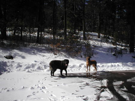 Yogi and Hannah in the snow