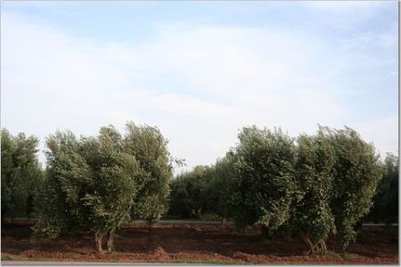 Olive trees in Marrakech