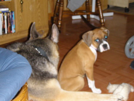 "Tawny"..my daughters new boxer puppy.