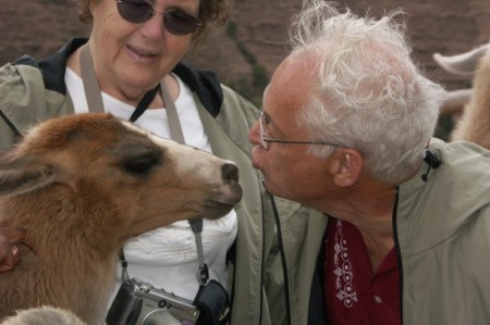 The old man kisses a llama.