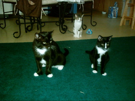 3 of our 4 cats