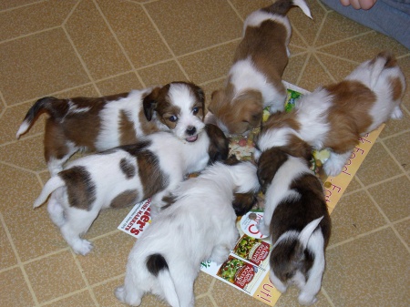 6 of the 7 pups...one wasn't hungry...