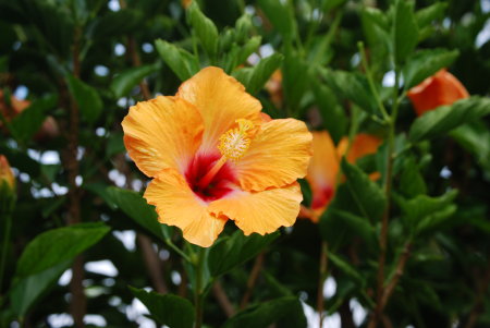 One of the many Tropical Flowers in our backyard