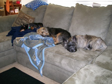 The Dogs, Sylvester, Shalia, & Ruby