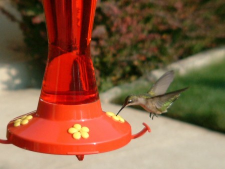 Hummer dinning on the fly