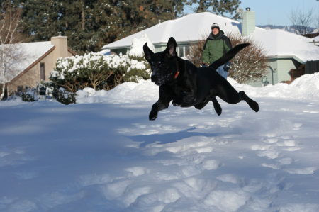 Cooper the flying Labrador