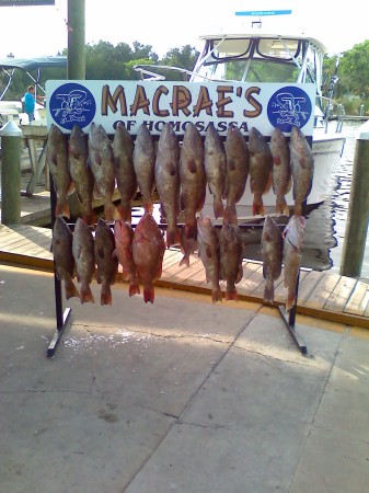 Grouper Galore