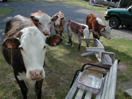 New calves & two Mom cows