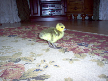 My Duck