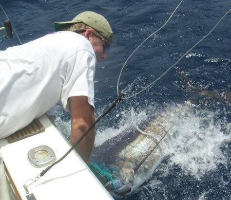 Blue Marlin off Puerto Rico