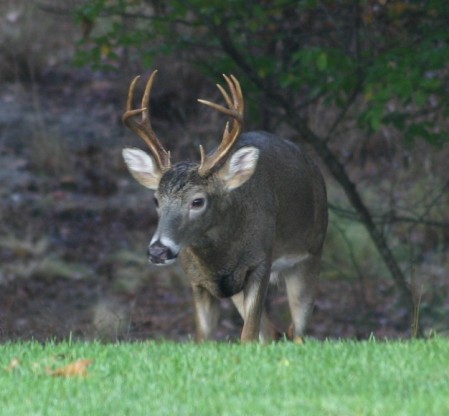 Backyard Buck Nov 2007