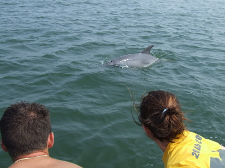 Dolphin off Ocean City