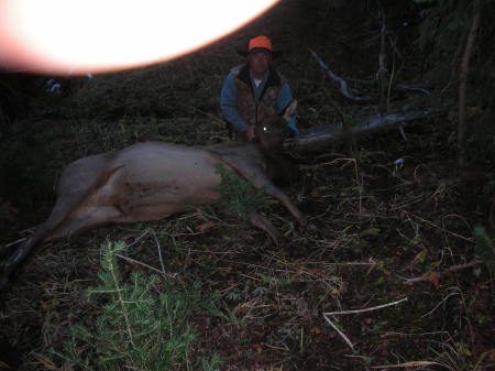 Cow Elk out of Jackson hole, Wy.