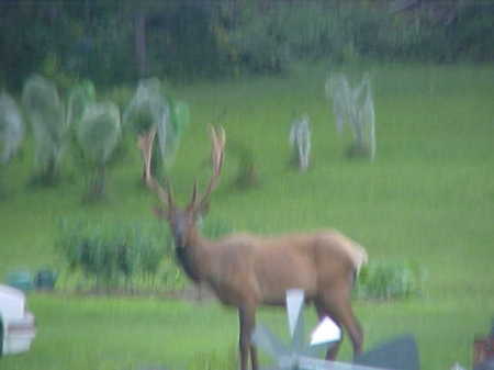 Robert Scott's album, Elk in back yard on 8/1/2010